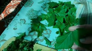 ЧАЙ из черной смородины. Как правильно подготовить листья?