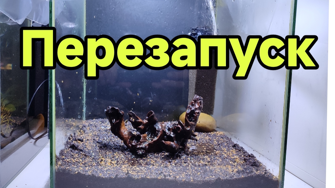 Перезапуск кубика на 30 литров. Посадил ситняг мини смотреть онлайн