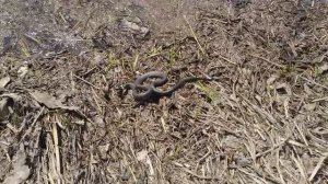 Неожиданная встреча на рыбалке!