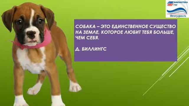 Год Собаки и Волонтера смотреть онлайн