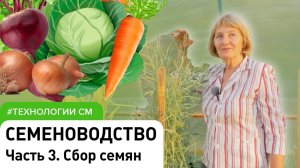 Семеноводство часть 3. Сбор семян: лук, морковь, свёкла, капуста