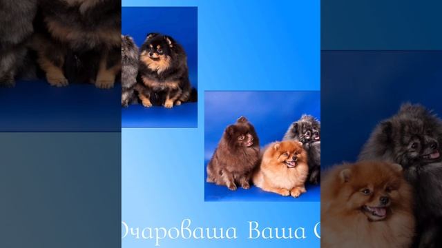 Ваша Очароваша. Жаник Мася Серенада Олиша. Шпицы продаются#шпиц#померанец#купитьшпица#щенкишпица