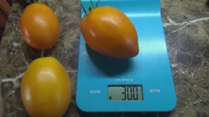 Томат Манго Виладж - вкусный, сладкий, красивый!