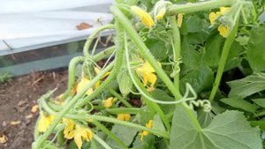 Огурец ‘Братец корнишайк’ F1. Тестирование семян на 7 дач. Ольга Кузина, Иваново