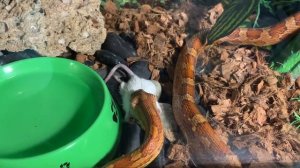 Змей ест крысу