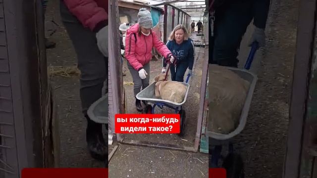 вот такие способы мы применяем чтобы разгулять собаку  Люська трус сама ходить отказывается