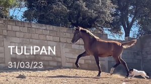 TULIPAN (ТЮЛЬПАН)