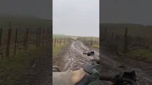 Пастушья собака загоняет овец