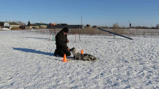 Аджи учит комплекс лежать-сидеть-стоять. смотреть онлайн