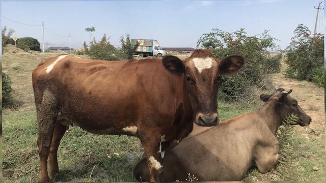 Две аварские коровы паслись на логу смотреть онлайн