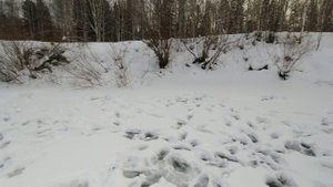 Рыбалка, первый лёд.