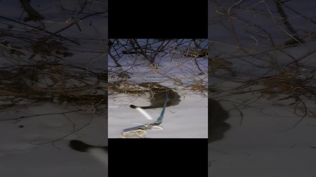 Кот Тишка на прогулке.