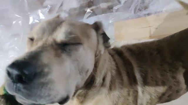 вот что обозначает Рабочая собака