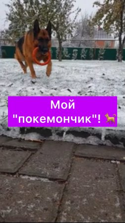 Мой самый лучший друг!❤🐕