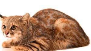 Дикие коты о которых мало слышали