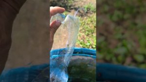 полив из бочки с помощью бутылки.
