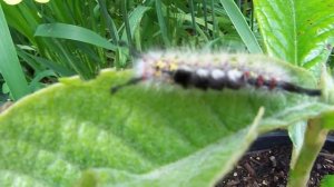 Trippy caterpillar munching on fruit tree sapling