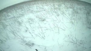 Как меня зайка кружил.