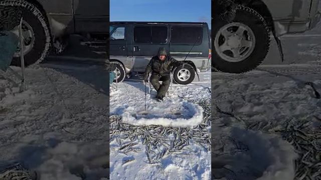 нет покоя от корюшки