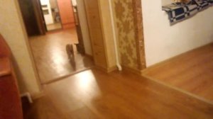 Кот как собака