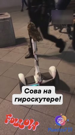 🦉 Сова на гираскутере 🛵