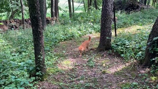 Bon Speaks to the Birds смотреть онлайн