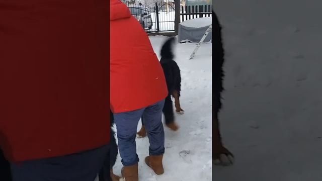 ЛАЙМА ТАНЦУЕТ. смотреть онлайн