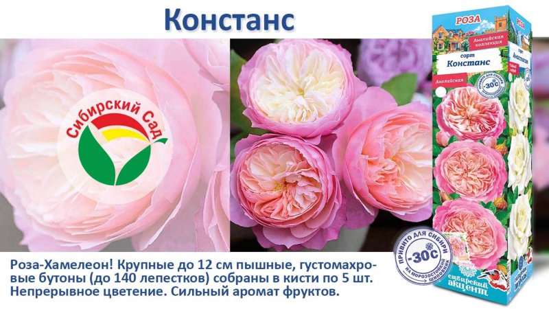 Роза Констанс (Английская) от Агрофирмы "Сибирский сад"