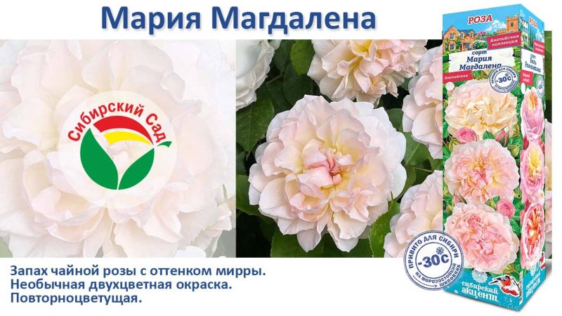 Роза Мария Магдалена (Английская) от Агрофирмы "Сибирский сад"