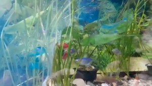 Аутизм//Мы в санатории//Диагноз Степы