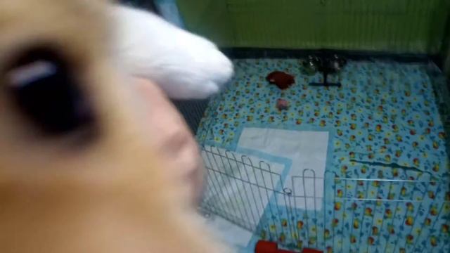 Коржик и мини-багет смотреть онлайн