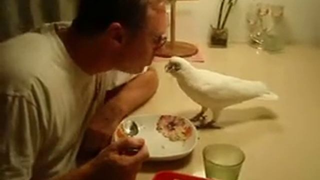 Овсянка, сэр