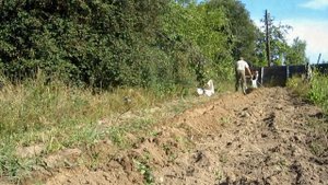 Электроплуг Лебёдка сельскохозяйственная ЛС 100А 4 часть.Осенняя вспашка огорода.Собираем картофель