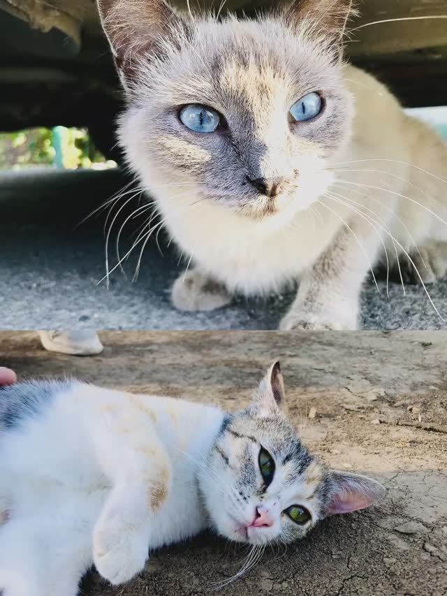 25 июня 2024 г. Кошки смотреть онлайн