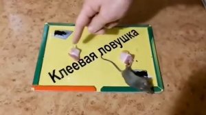 МЫШЕЛОВКА КЛЕЕВАЯ