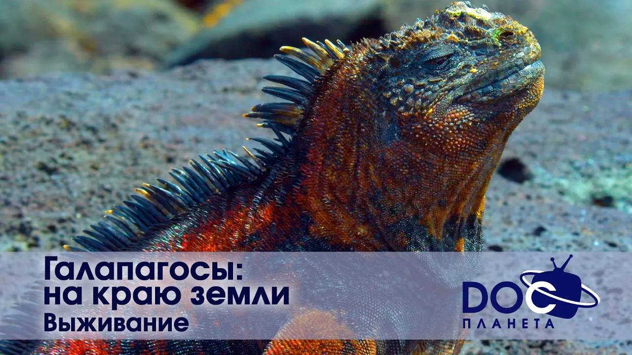 Галапагосы: На краю земли  - Часть 1. Выживание - Документальный фильм