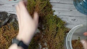🌿 Выращиваю Мох Сфагнум Дома! 🌿 Полезные Свойства мха НА ПРИМЕРЕ реанимашки