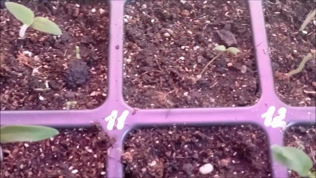 Томаты. Сею-сею, подсеваю... смотреть онлайн