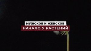 Знамения Корана -  Мужское и женское начало у растений