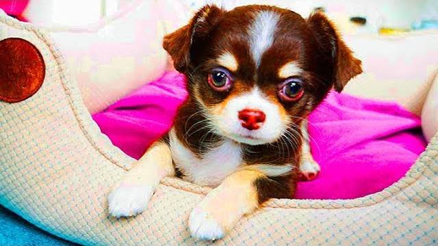 МОЕ ДЕТСТВО  ЩЕНОК ЮМИ ЧУ