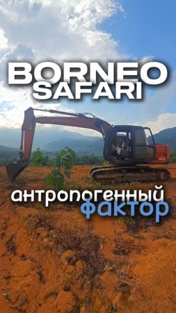 Как и зачем 🪓 вырубают тропический лес или откуда берётся бразильская гевея в юго-восточной Азии.