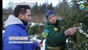 Как выбрать ёлку!