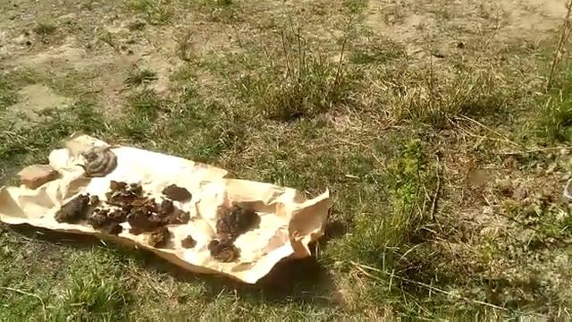 Как мы сушим чагу  ФитоДар