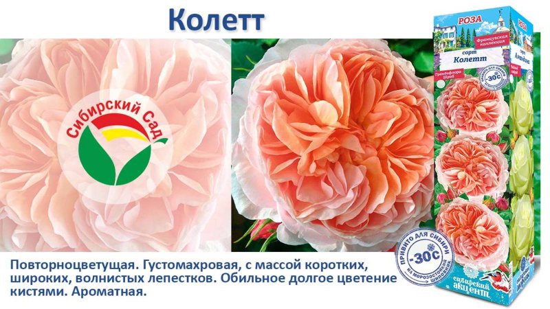 Роза Колетт (Грандифлора/Шраб) от Агрофирмы "Сибирский сад"