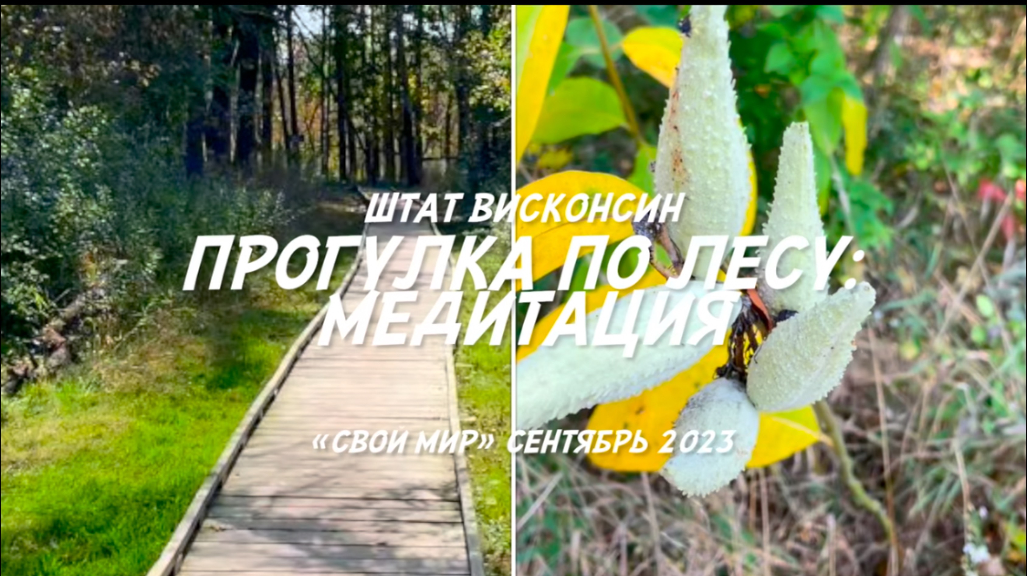 Штат Висконсин - прогулка по лесу.