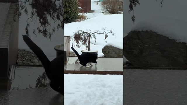 Фигурное котание