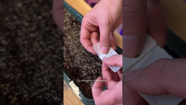 ВЫРАЩИВАЕМ ПЕЛАРГОНИЮ ИЗ СЕМЯН