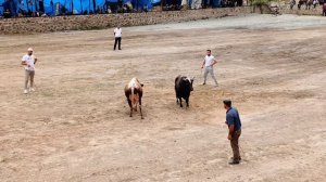 Бои быков-гладиаторов в Турции, район Юсуфели провинции Артвин