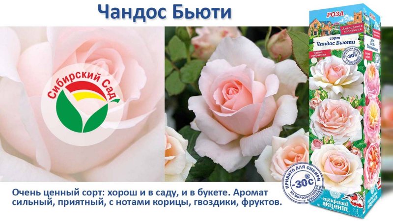 Роза Чандос Бьюти (Чайно-гибридная) от Агрофирмы "Сибирский сад"