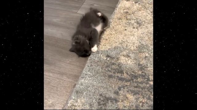 ЕЁ ЛАПКИ НЕ ВЫРОСЛИ и потому она оказалась на улице смотреть онлайн